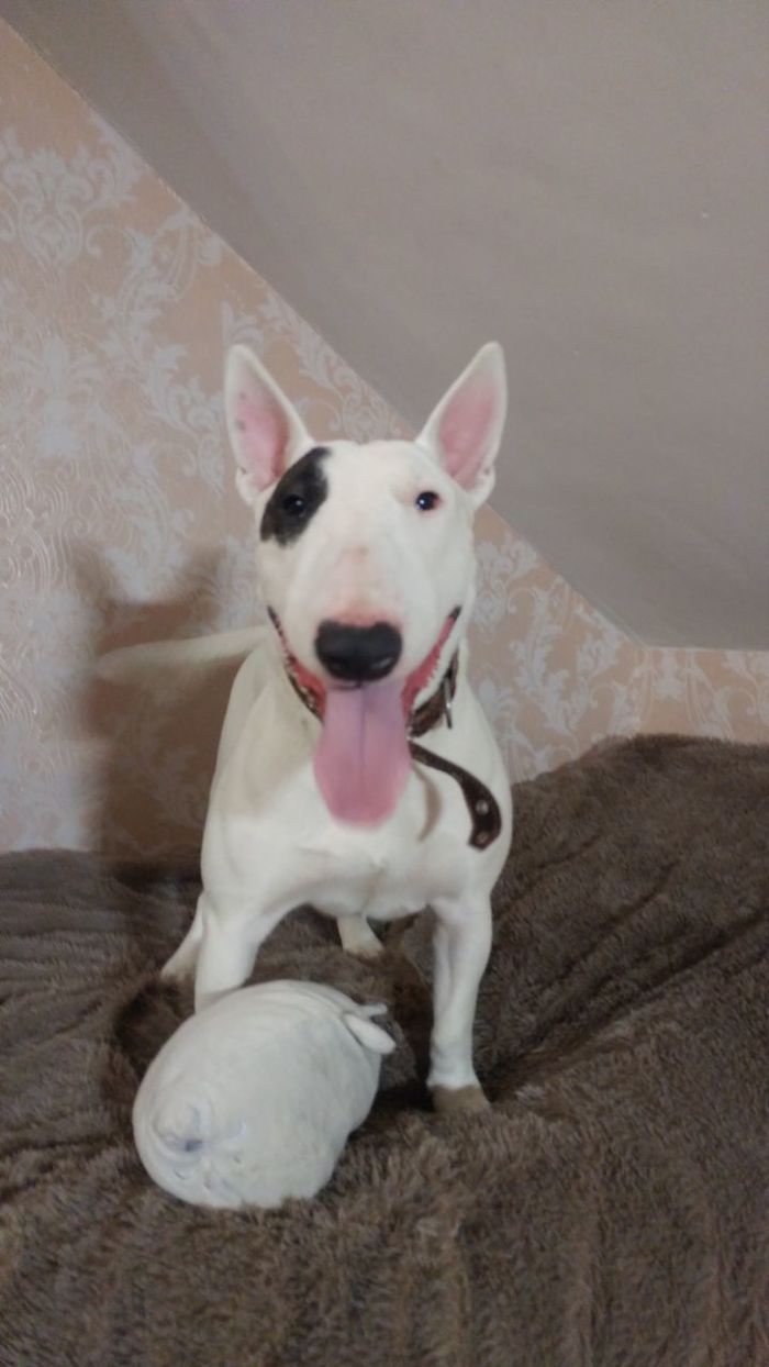 Need advice for a beginner dog owner - Dog, Bull terrier, Pet, Pets, Need advice, Longpost, No rating