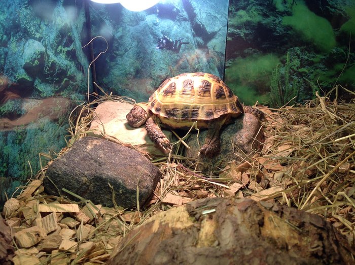 �������� ����������.