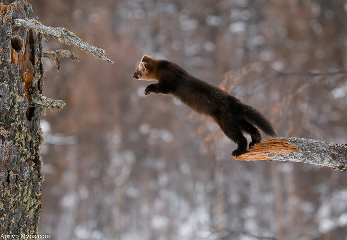 Barguzin sable - 3. Jumping. - Barguzin Nature Reserve, Artur Murzakhanov, Longpost, Sable