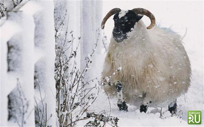 In Kurgan, the police chased a ram that escaped from Maslenitsa - Mound, news, Rams, Police, Maslenitsa, The escape, Погоня, Victory