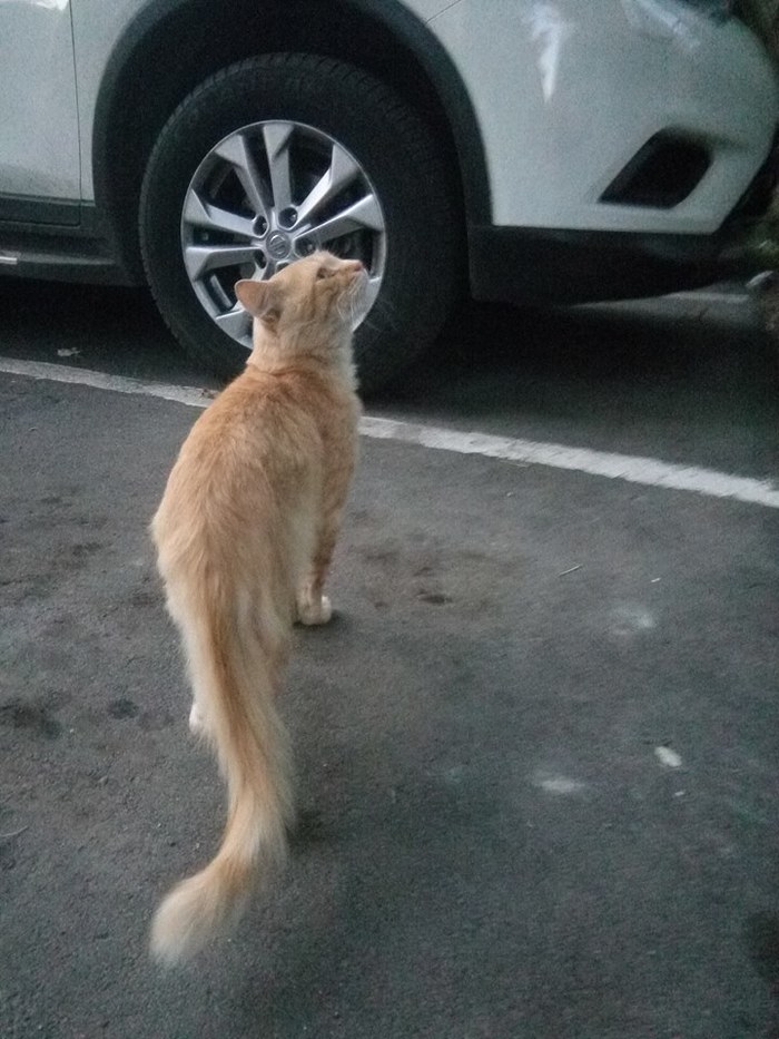 Street cat - before and after (Moscow) - My, Moscow, cat, Helping animals, In good hands, Longpost, Help, No rating