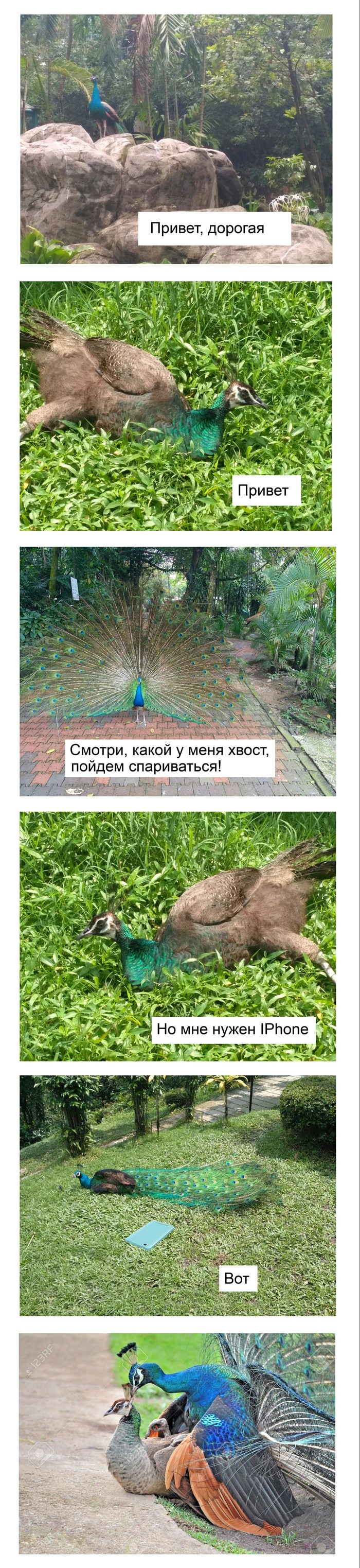 When animals are like humans - My, iPhone, Longpost, Peacock, Birds
