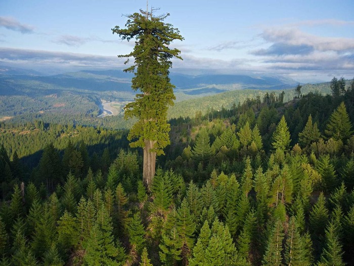 The tallest tree in the world - Travels, Interesting, Facts, Longpost