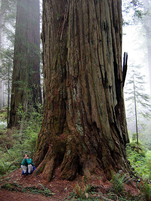 The tallest tree in the world - Travels, Interesting, Facts, Longpost