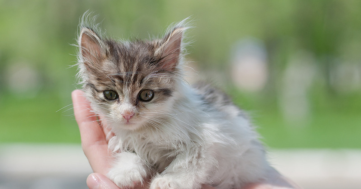 Котенок на улице что делать. Бездомные котята. Маленькие бездомные котята. Котенок на улице. Брошенный котенок.