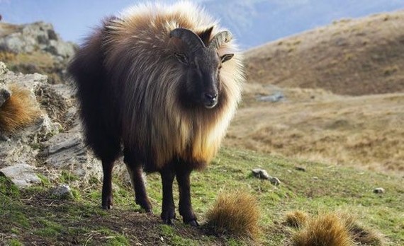 Himalayan tahr - Tar, Animals, The photo, Longpost