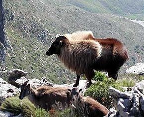 Himalayan tahr - Tar, Animals, The photo, Longpost