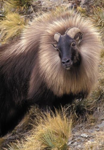 Himalayan tahr - Tar, Animals, The photo, Longpost