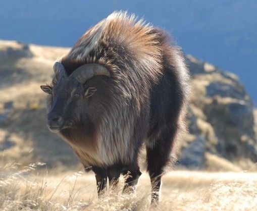 Himalayan tahr - Tar, Animals, The photo, Longpost