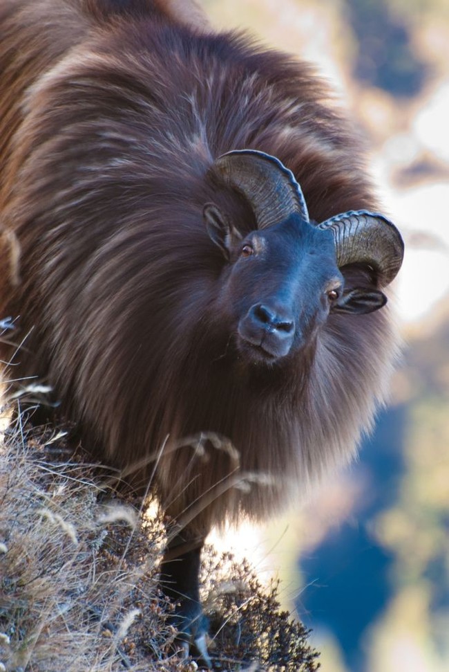 Himalayan tahr - Tar, Animals, The photo, Longpost