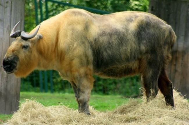 Takin - Animals, The photo, Longpost