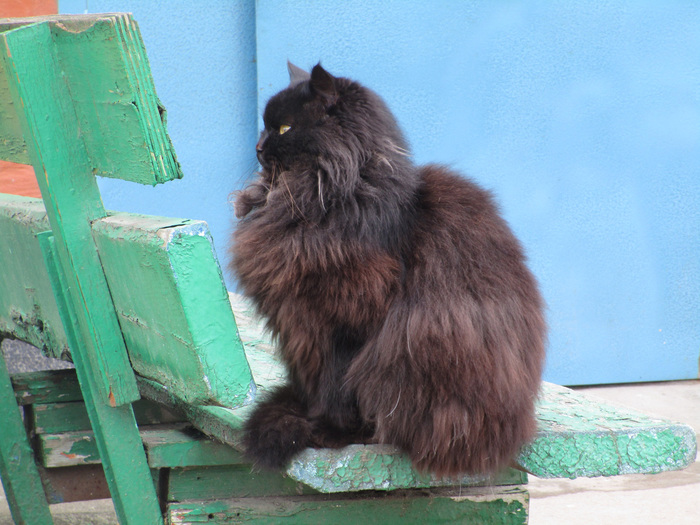 New pictures of Behemoth. - cat, The photo, Longpost, Black cat, My