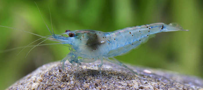 A little about shrimp - Shrimps, Aquarium, , Longpost