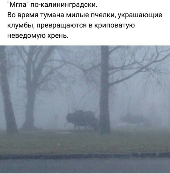 Kripota - Kripota, Kaliningrad, Fog, In contact with, Picture with text