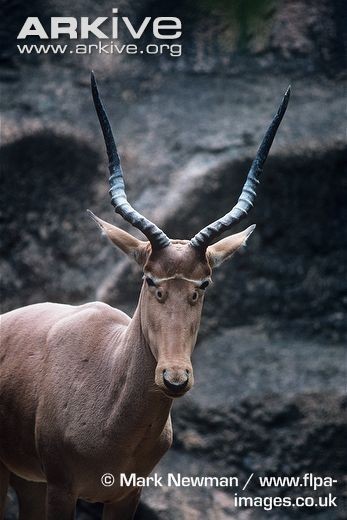 Hirola - Animals, The photo, Longpost