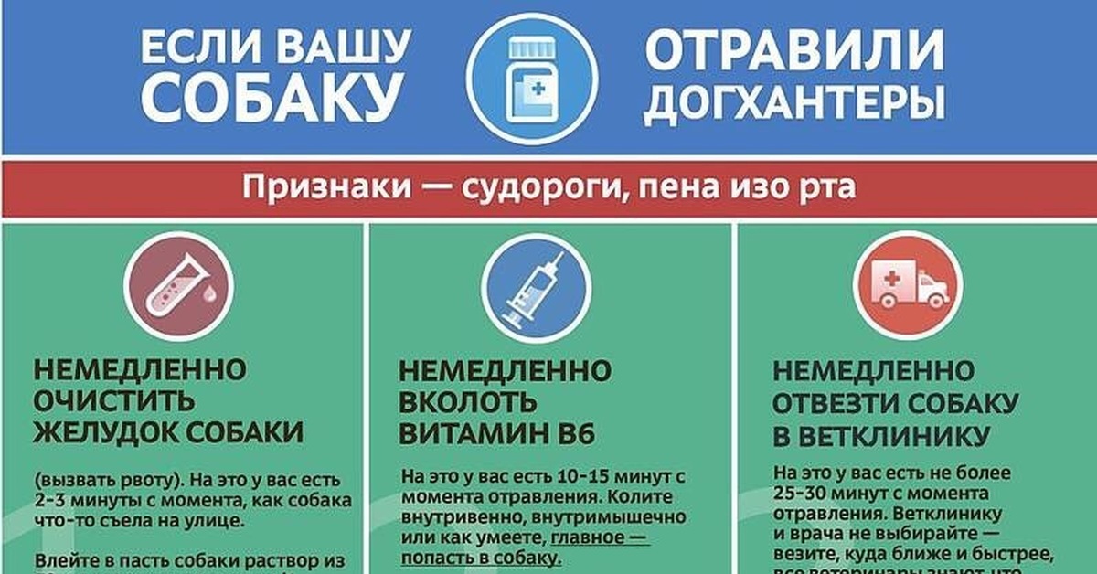 Чем могут отравить собаку. При отравлении собаки. Что сделать если собаку ОСТРОВИЛИ.