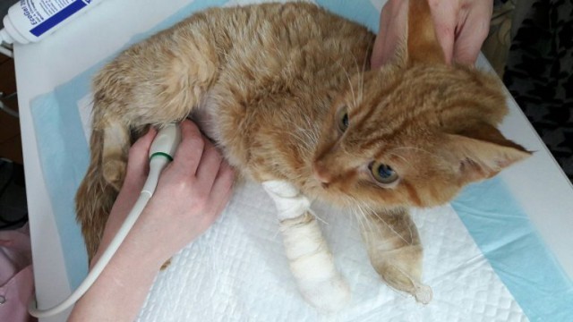 “The patient is more dead than alive!” However, from this dirty little slut, an excellent red-haired Moskvich turned out. - cat, Kindness, The rescue, Longpost, Treatment, Help, Animals, Helping animals