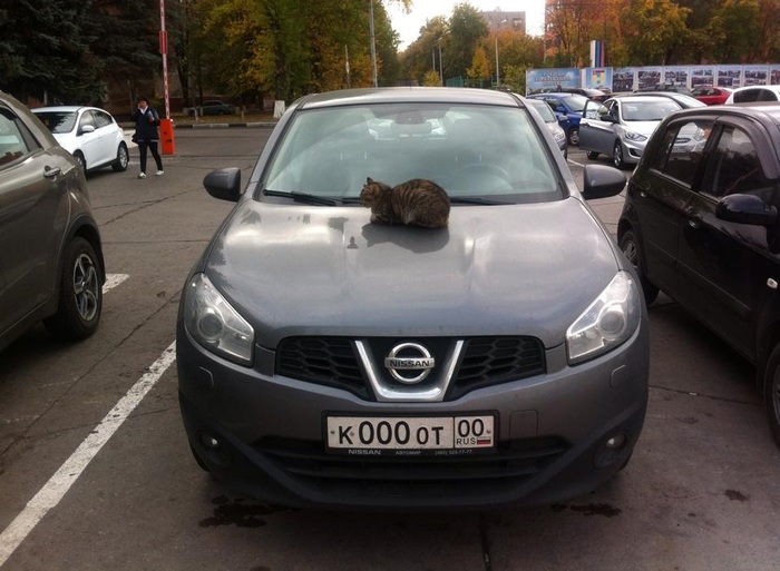 nissan cat - cat, My, Longpost, Nissan Qashqai, Borzota