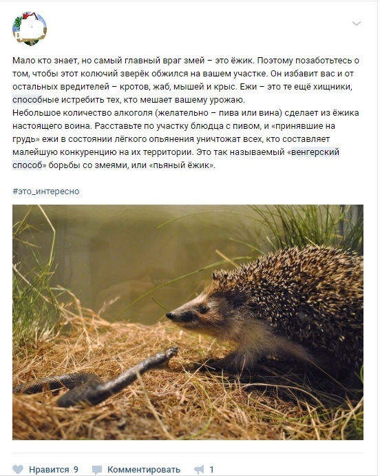 Drunken hedgehog, or Hungarian way - In contact with, Screenshot, Snake, Garden plot, Hedgehog