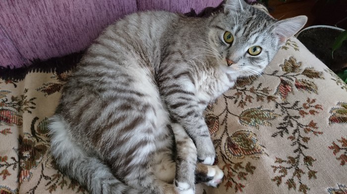 Мой котофей из приюта. - Моё, Кот, Котомафия, Сон