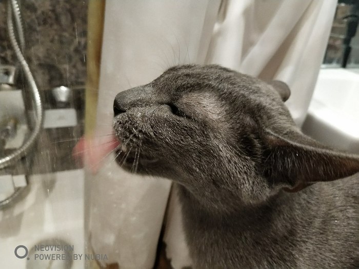 The cat drinks water from the shower. - My, cat, Shower, The photo, 
