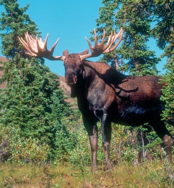 Elk - Elk, Animals, The photo, Longpost