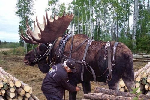 Elk - Elk, Animals, The photo, Longpost