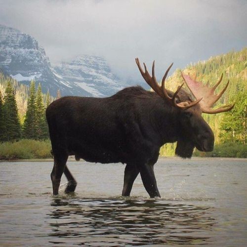 Elk - Elk, Animals, The photo, Longpost