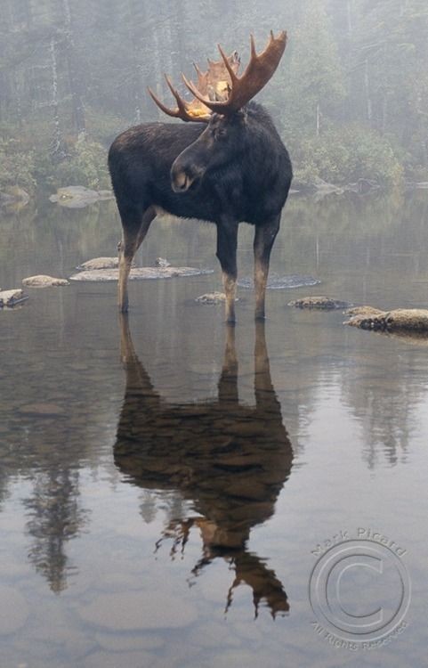 Лось - Лось, Животные, Фотография, Длиннопост