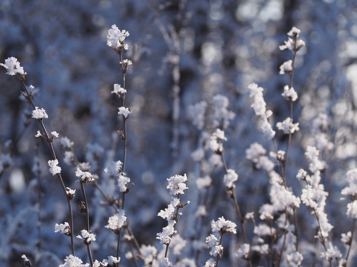 snowy winter flowers - My, Snow, Frazil, Winter, Flowers, Nature, Orenburg