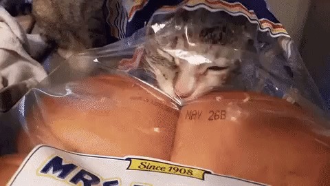 Кот и мягкие булки