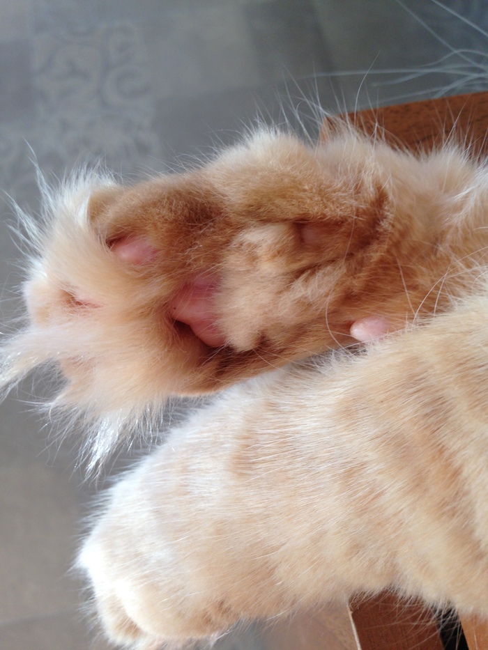 Furry-legged cat - My, cat, Paws, Wool, Longpost