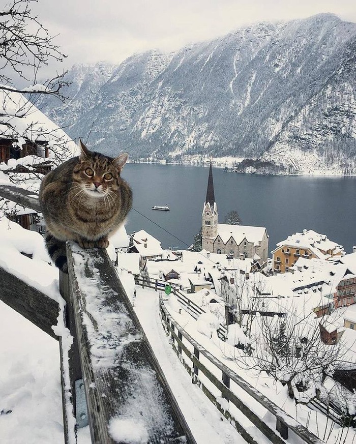 Look at my kingdom. Hallstatt. Austria. - Austria, cat, Town, The mountains, Winter, Snow, The photo