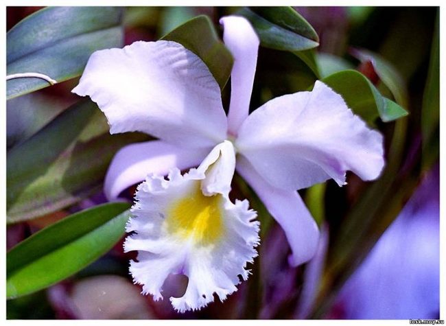 goddess orchid - Flowers, Spring, beauty, Longpost