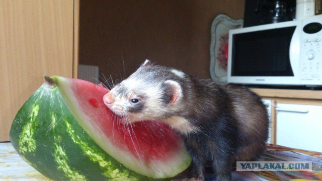 Oh berry! - My, Ferret, Watermelon, Summer