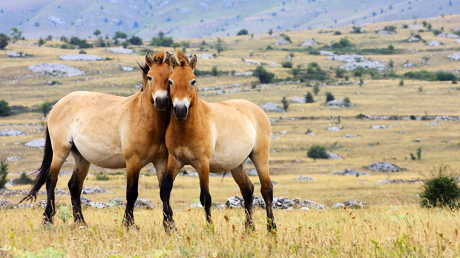 Przewalski's horses are no longer recognized as the most recent ancestors of all horses in the world - Agronews, Kazakhstan, Horses, Horses, Denmark, Opening, Wild animals