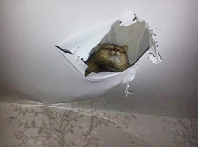 The supreme ruler of cats broke through the stretch ceiling - cat, Catomafia, Tired of