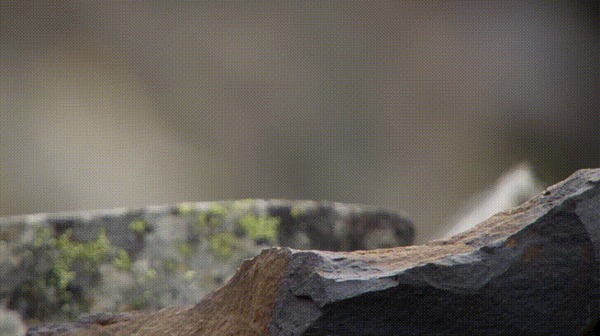 Чего звал? Лан, некогда. Природа, Пика, Гифка