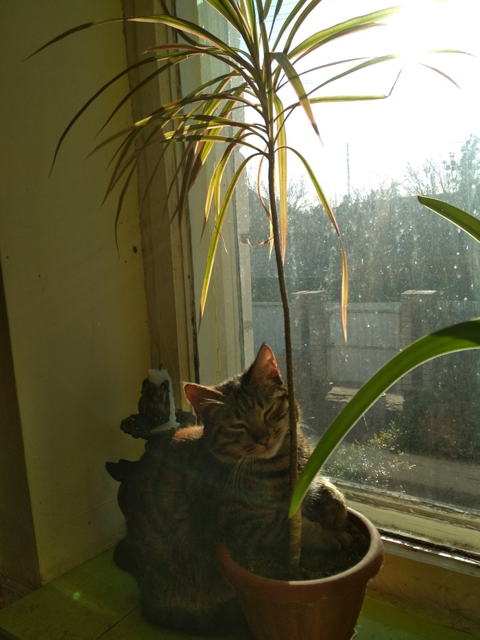 When you want to wallow somewhere in the warm regions under a palm tree, but that's all you can afford because you are a cat and you have paws - My, , The sun, First post, Longpost, cat