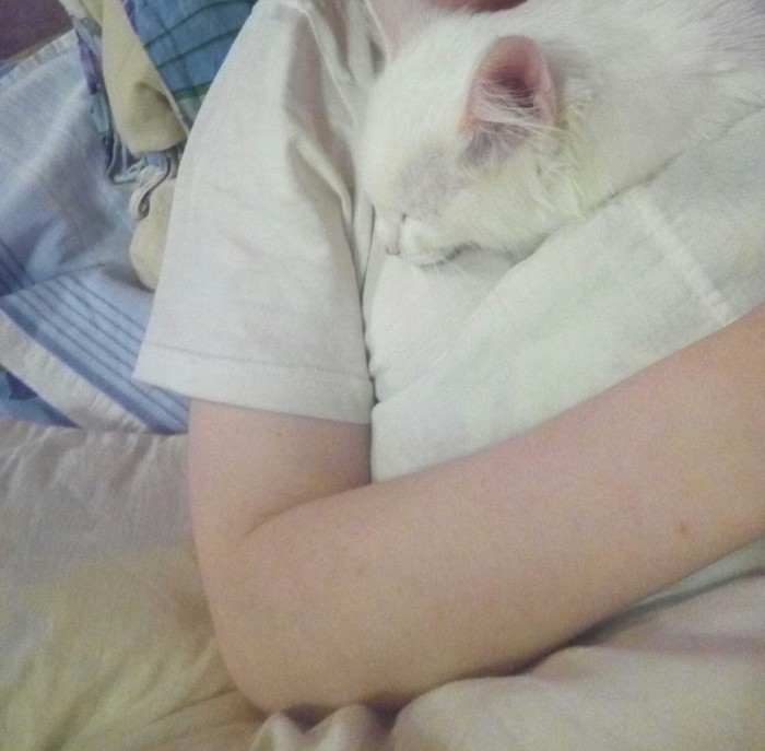 Как ко мне пришла "Белочка" Длиннопост, Котенок найденыш, Кот, Вырос, Фотография