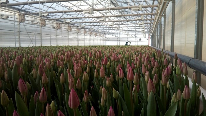 We grow by March 8th. - March, Flowers, Tulips, Longpost, Greenhouse