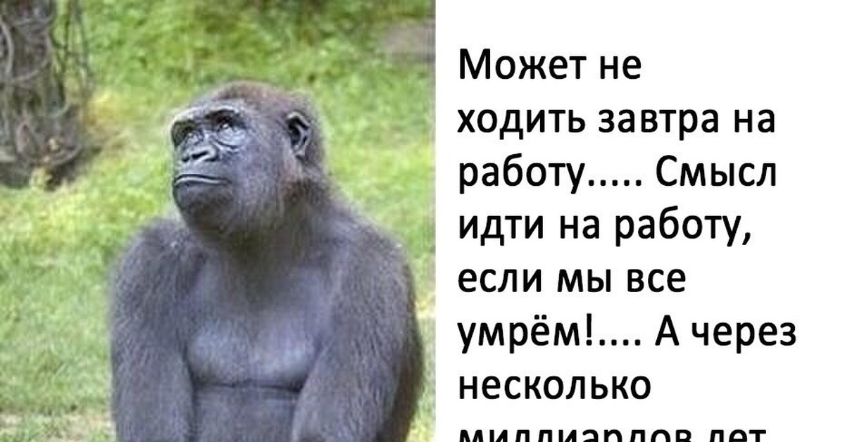 Потому иди. Зачем идти на работу картинки. Обезьяна идет на работу. Завтра надо на работу. Обезьяна по жизни прикол.