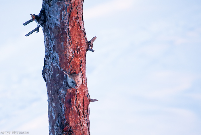 Barguzin sable - 5. Forest fairy tale + bonus. - Barguzin Nature Reserve, Artur Murzakhanov, Longpost, Feces, Sable