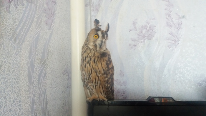 And here is my owl) His name is Albus. Couldn't help but introduce him to you. He has been with me since June 12, 2017. Right on my birthday. - My, Owl, The photo