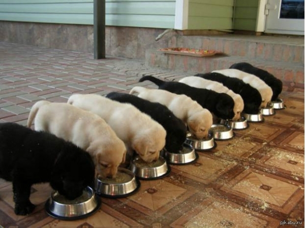 The Perfectionist's Nightmare - Perfectionism, Milota, Dog, Puppies, Feeding, The photo