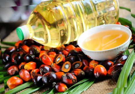 Palm oil tested on humans for the first time in Belarus - Agronews, Republic of Belarus, Person, Palm oil, Students, news, Experiment, Food