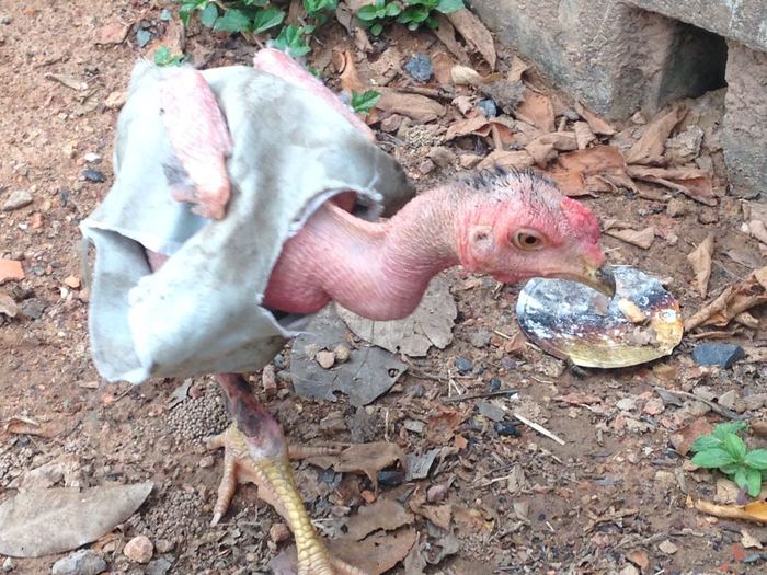 Chicken fashion in Cambodia. - My, Cambodia, Asia, Travels, Hen, Fashion