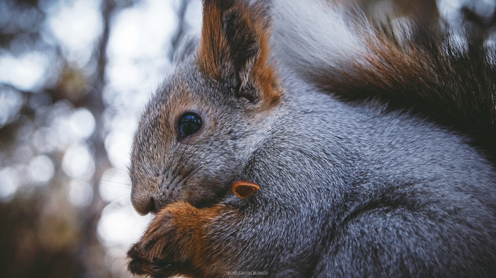 Yes, nuts are chewing everything - My, The photo, Animals, Squirrel, Nature, Beginning photographer, Sony, Longpost