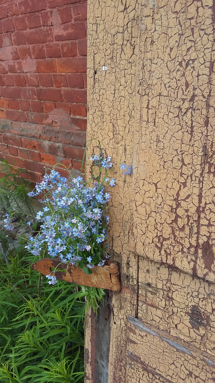 Strelna. - My, Count's ruins, Stable, Strelna, Nostalgia, Longpost, Forget-me-nots