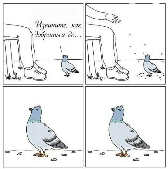 Excuse me how to get to... - Pigeon, Humor, Seeds, From the network, Not mine, Comics